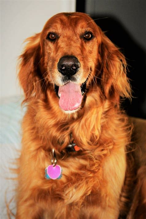 May 3, 2023 ... Dogs similar to the Golden Irish are the Flat-coated Retriever and Red Setter. Both of which have very similar traits. They were bred to be ...